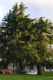 deodara (Himalayan Cedar)