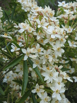 ternata (Mexican Orange Blossom)