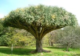 draco (Dragon Tree)