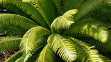 spinulosum (Gum Palm)