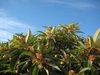 - Eriobotrya japonica (Loquat)