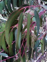 - Eucalyptus camaldulensis (River Red Gum)
