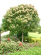 griffithii (Flowering Ash/Evergreen Ash)
