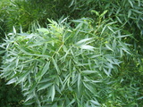angustifolia ssp. oxycarpa 'Raywoodii' (Claret Ash)