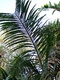 verschaffeltii (Spindle Palm)