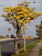argentea (Silver Trumpet Tree)