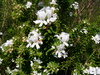 fruticosa (Coastal Rosemary)