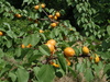 (various apricots)