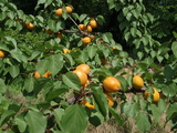 - Prunus (various fruit)