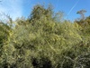 iteaphylla (Flinders Range/Willow-leaf Wattle)