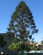 bidwillii (Bunya Pine)