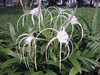 littoralis (Beach Spider Lily)