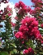 indica (Crepe Myrtle) (various cultivars)