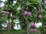 (various mangoes)