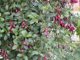 paniculatum (Magenta Cherry)