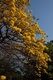 chrysantha