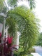 bifurcata (Foxtail Palm)